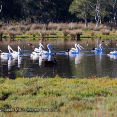 Pelecanus conspicillatus (Australian Pelican) at Undefined - 15 Feb 2018 by Charles Dove