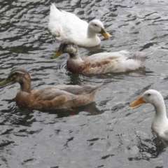 Anas platyrhynchos (Mallard (Domestic Type)) at Belconnen, ACT - 14 Jan 2016 by AlisonMilton