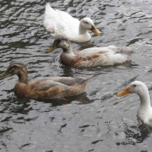 Anas platyrhynchos at Belconnen, ACT - 14 Jan 2016