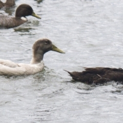 Anas platyrhynchos at Belconnen, ACT - 14 Jan 2016