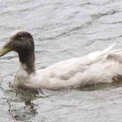 Anas platyrhynchos at Belconnen, ACT - 14 Jan 2016