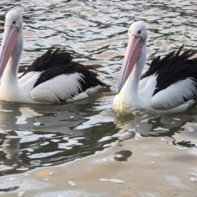 Pelecanus conspicillatus (Australian Pelican) at Belconnen, ACT - 29 Jul 2016 by Alison Milton