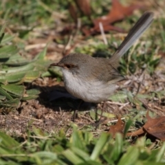 Malurus cyaneus at Belconnen, ACT - 24 Jun 2017 11:34 AM