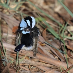 Malurus cyaneus at Belconnen, ACT - 24 Jun 2017 11:51 AM