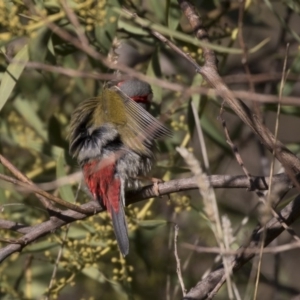 Neochmia temporalis at Belconnen, ACT - 24 Jun 2017