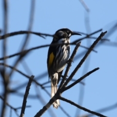 Phylidonyris novaehollandiae (New Holland Honeyeater) at Belconnen, ACT - 24 Jun 2017 by Alison Milton