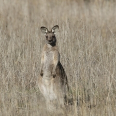 Macropus giganteus (Eastern Grey Kangaroo) at Belconnen, ACT - 24 Jun 2017 by Alison Milton