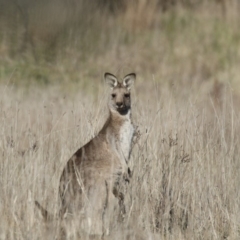 Macropus giganteus at Belconnen, ACT - 24 Jun 2017