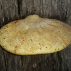 Polypore sp. at Pambula, NSW - 12 May 2018 by DeanAnsell