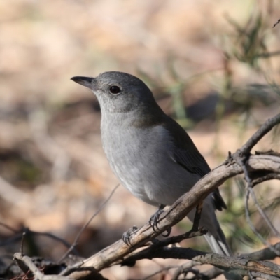 Colluricincla harmonica (Grey Shrikethrush) at Bruce Ridge - 10 May 2018 by Alison Milton