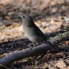 Colluricincla harmonica at O'Connor, ACT - 10 May 2018 10:58 AM