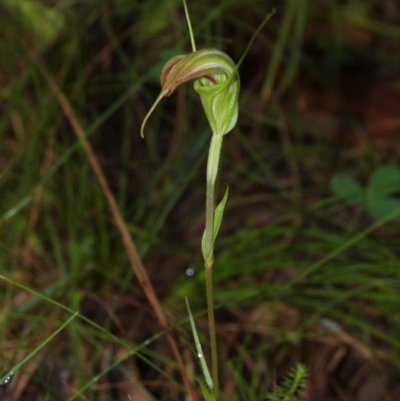 Diplodium decurvum (Summer greenhood) at Cotter River, ACT - 6 Feb 2011 by KMcCue