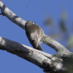 Cormobates leucophaea at O'Connor, ACT - 10 May 2018