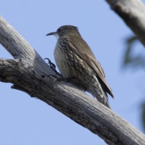 Cormobates leucophaea at O'Connor, ACT - 10 May 2018