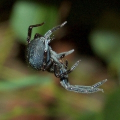 Unidentified Spider (Araneae) at Aranda, ACT - 15 Dec 2010 by KMcCue