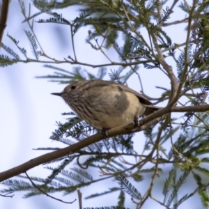 Acanthiza pusilla at O'Connor, ACT - 10 May 2018