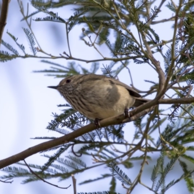 Acanthiza pusilla (Brown Thornbill) at O'Connor, ACT - 10 May 2018 by Alison Milton