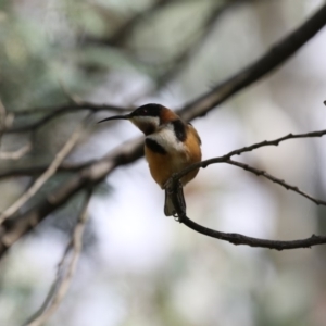 Acanthorhynchus tenuirostris at O'Connor, ACT - 10 May 2018