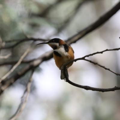 Acanthorhynchus tenuirostris (Eastern Spinebill) at O'Connor, ACT - 10 May 2018 by AlisonMilton