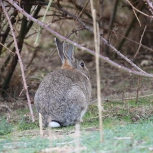 Oryctolagus cuniculus at O'Connor, ACT - 10 May 2018 12:22 PM