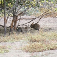 Oryctolagus cuniculus at O'Connor, ACT - 10 May 2018 12:22 PM