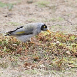 Manorina melanocephala at O'Connor, ACT - 10 May 2018