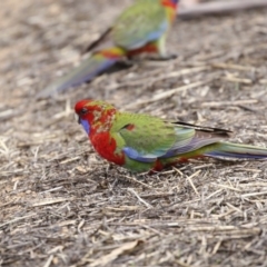 Platycercus elegans (Crimson Rosella) at O'Connor, ACT - 10 May 2018 by Alison Milton