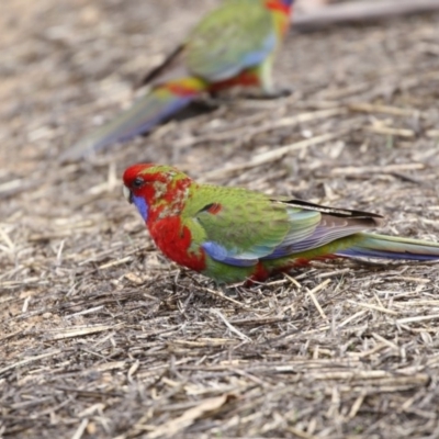 Platycercus elegans (Crimson Rosella) at O'Connor, ACT - 10 May 2018 by Alison Milton