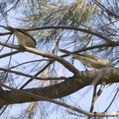 Ptilotula penicillata (White-plumed Honeyeater) at Belconnen, ACT - 9 May 2018 by AlisonMilton