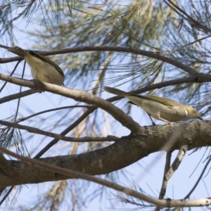 Ptilotula penicillata at Belconnen, ACT - 9 May 2018