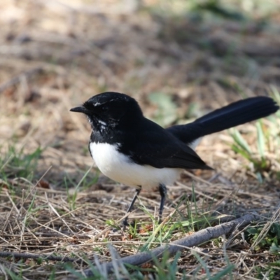 Rhipidura leucophrys (Willie Wagtail) at Belconnen, ACT - 9 May 2018 by Alison Milton