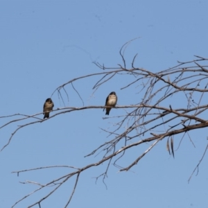 Petrochelidon nigricans at Belconnen, ACT - 9 May 2018