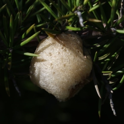Mantidae - egg case (family) (Egg case of praying mantis) at Belconnen, ACT - 9 May 2018 by AlisonMilton