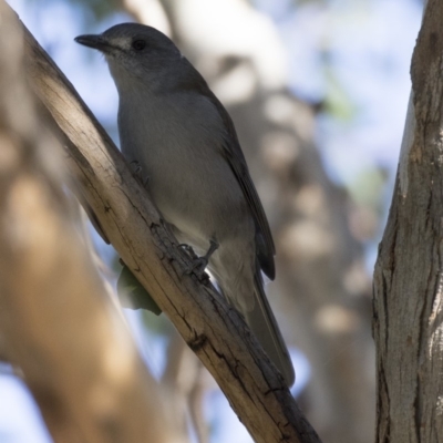 Colluricincla harmonica (Grey Shrikethrush) at Belconnen, ACT - 9 May 2018 by Alison Milton