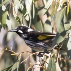 Phylidonyris novaehollandiae (New Holland Honeyeater) at Belconnen, ACT - 9 May 2018 by Alison Milton