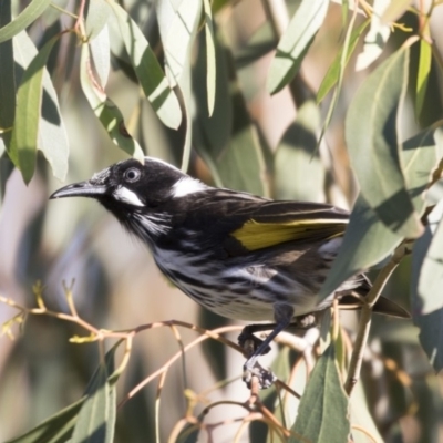 Phylidonyris novaehollandiae (New Holland Honeyeater) at Belconnen, ACT - 9 May 2018 by AlisonMilton
