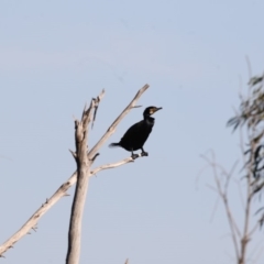 Phalacrocorax carbo (Great Cormorant) at Belconnen, ACT - 9 May 2018 by AlisonMilton