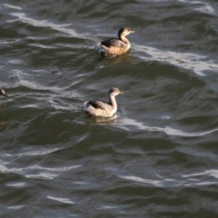 Tachybaptus novaehollandiae (Australasian Grebe) at Belconnen, ACT - 9 May 2018 by Alison Milton