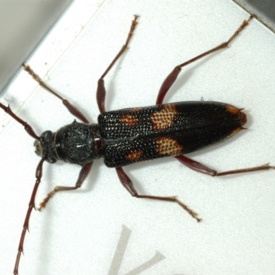 Phoracantha punctata (Longhorn beetle) at Hughes, ACT - 9 Nov 2008 by Harrisi