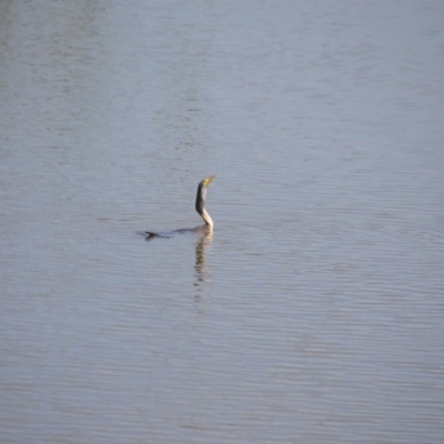 Anhinga novaehollandiae (Australasian Darter) at Jerrabomberra Wetlands - 25 Jan 2018 by natureguy