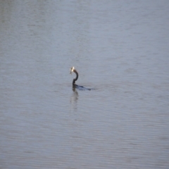 Anhinga novaehollandiae at Fyshwick, ACT - 25 Jan 2018 02:10 PM