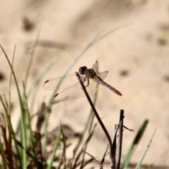 Diplacodes bipunctata (Wandering Percher) at Bournda, NSW - 5 May 2018 by RossMannell