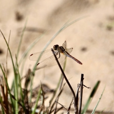 Diplacodes bipunctata (Wandering Percher) at Bournda, NSW - 5 May 2018 by RossMannell