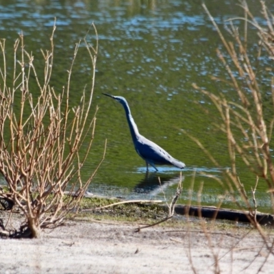 Egretta novaehollandiae (White-faced Heron) at Bournda, NSW - 5 May 2018 by RossMannell