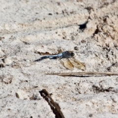 Orthetrum caledonicum (Blue Skimmer) at Bournda, NSW - 5 May 2018 by RossMannell