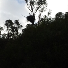 Aquila audax (Wedge-tailed Eagle) at Tharwa, ACT - 12 May 2018 by gregbaines