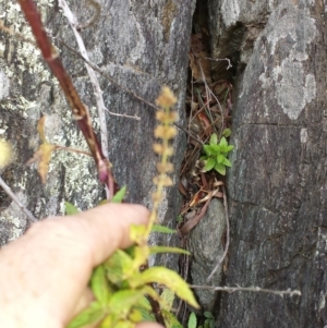 Mentha x piperita at Tennent, ACT - 12 May 2018