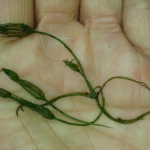 Characeae (family) at Tennent, ACT - 12 May 2018 03:06 PM