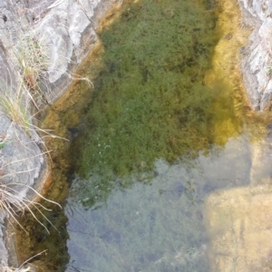 Characeae (family) at Tennent, ACT - 12 May 2018 03:06 PM