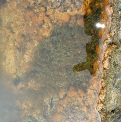 Characeae (family) (Stonewort (A freshwater algae)) at Tennent, ACT - 12 May 2018 by gregbaines